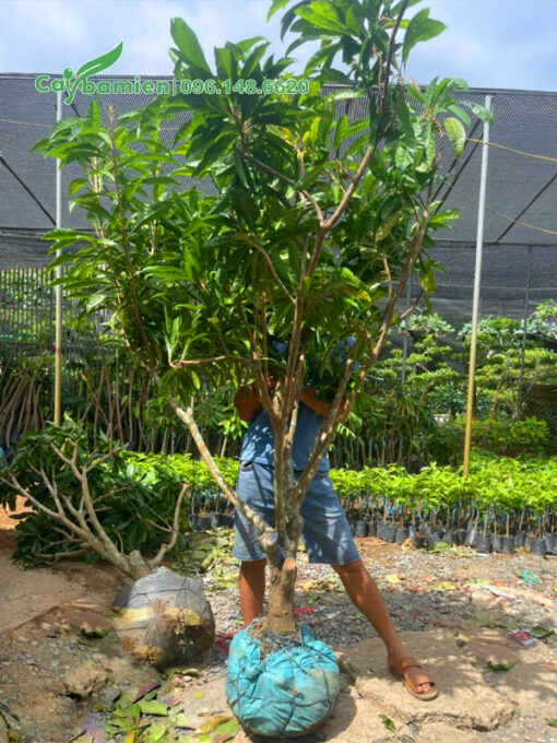 Lêkima Thái Lan cao hơn 2m
