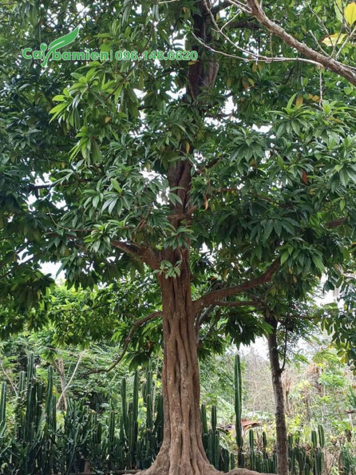 Cây Trứng Gà hàng chục năm tuổi vanh hơn 100