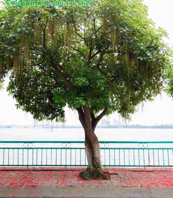 Cây Lộc vừng mua hoa nở rộ
