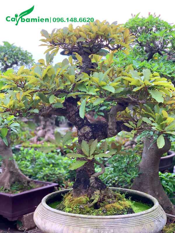 Chậu Lộc Vừng bonsai cao 1m