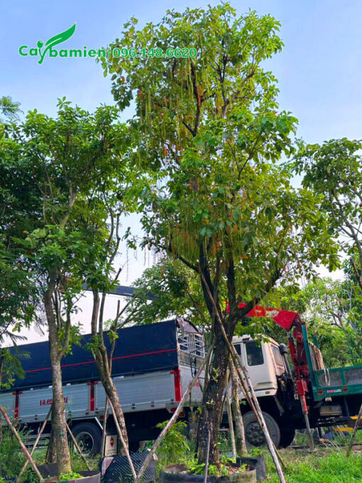 Cây sẵn hoa, chiều cao hơn 4m, vanh 55 - 60