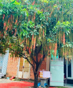 Trồng cây lộc vừng đỏ trước nhà