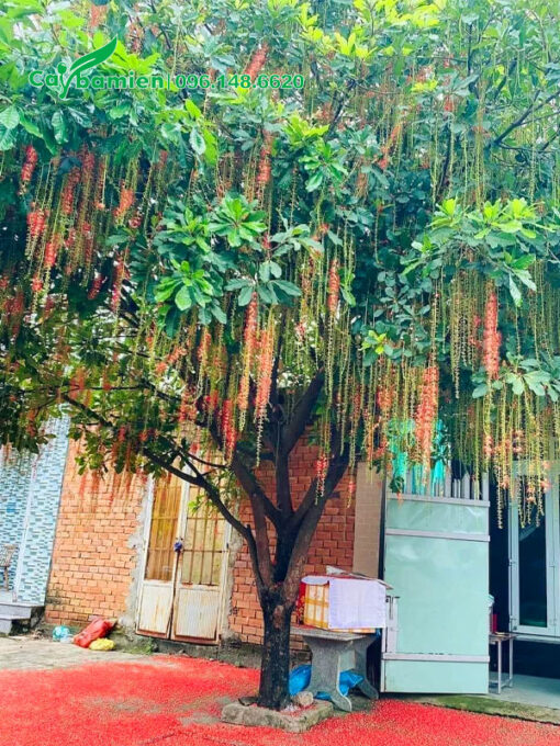 Trồng cây lộc vừng đỏ trước nhà