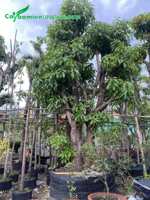 Lộc vừng lâu năm