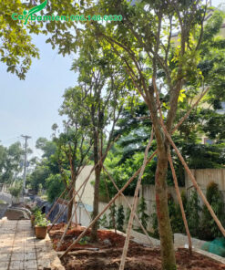 Trồng và chống cọc cây lộc vừng công trình
