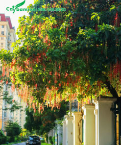 Cây lộc vừng nở hoa đỏ rực