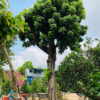 Cây nhãn đẹp, dáng cao thẳng, tán lá xanh mướt