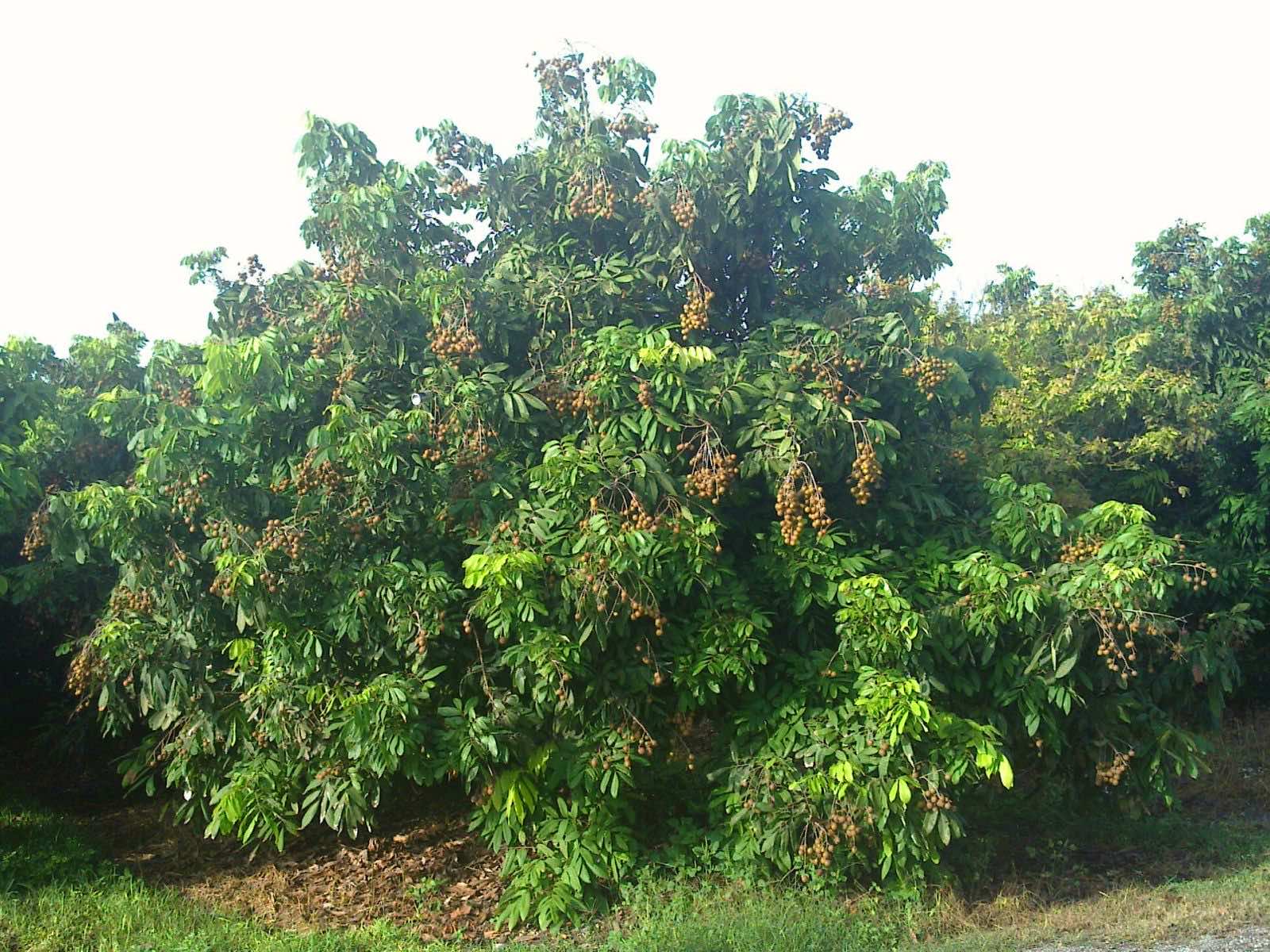 Hình dáng cây