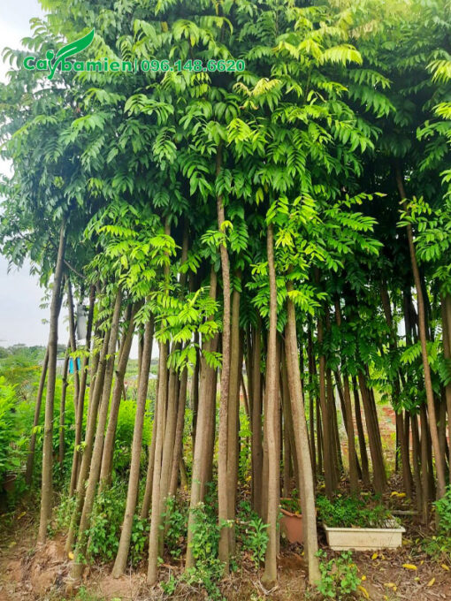 Dâm ủ hàng loạt cây sấu cao hơn 4cm