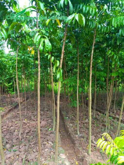 Vườn cây sấu giống cao hơn 1m