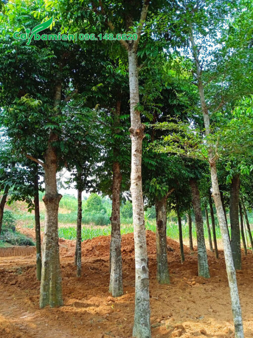 Dâm ủ hàng loạt cây sấu lâu năm tay cành đẹp