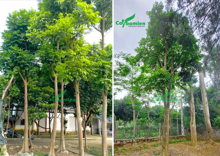 Cây sấu trồng trong sân vườn, cổ rễ 20cm