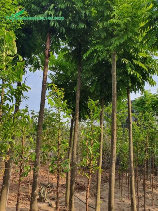 Trồng xen kẽ cây công trình khác cùng với cây Sấu