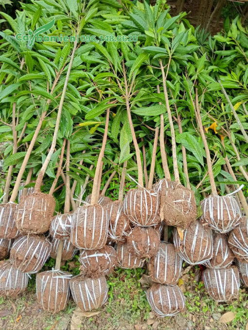 Hàng chục cây Tứng Gà lêkima nhỏ mới bứng bầu