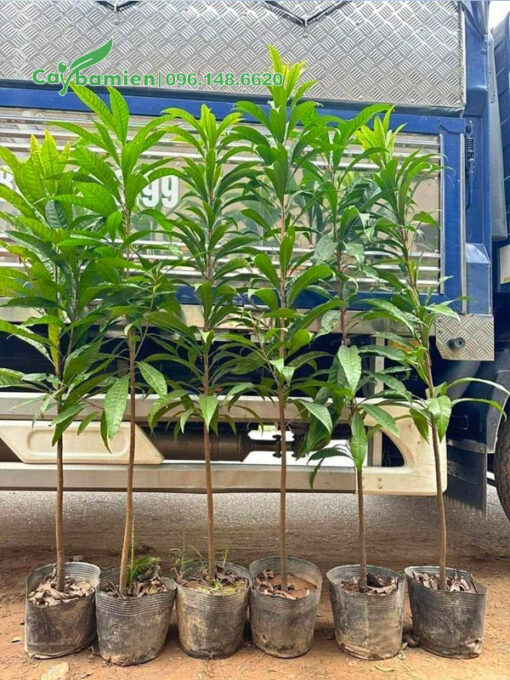 Cây giống lekima nguyên bầu chiều cao khoảng 1m