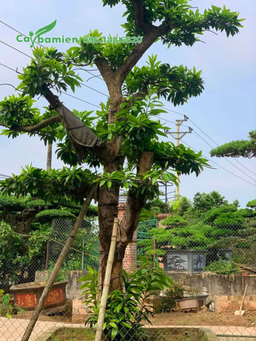 Cây Trứng Gà lâu năm dâm ủ tại vườn