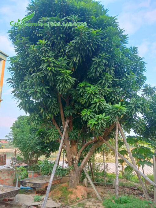 Cây Trứng Gà lâu năm, tán lớn đường kính khoảng 3m