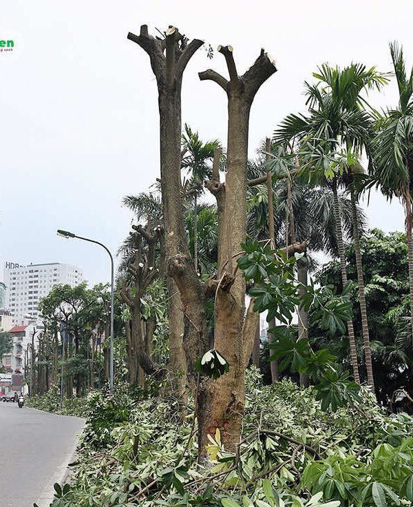 Cây cắt toàn bộ cành tán, để di dời, loại trừ sâu bệnh