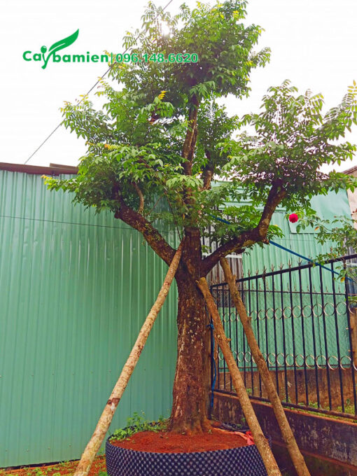 Dâm ủ cây khế cổ thụ vanh 80 - 90cm