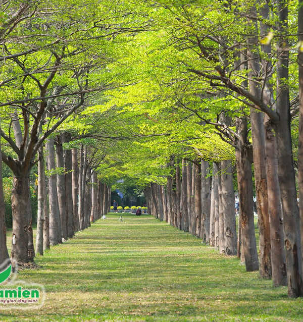 Một con đường trong công viên được phủ rợp bóng mát của cây bàng Đài Loan
