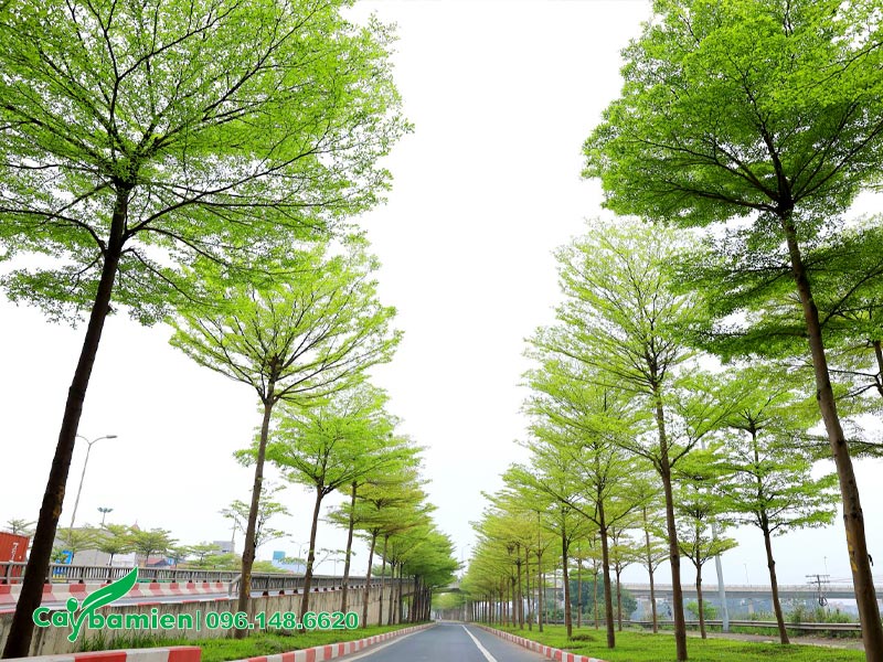 Hàng cây Bàng Đài Loan xanh tươi trồng hai bên đường phố đô thị