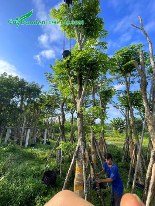 Giáng Hương huyết cao 5m