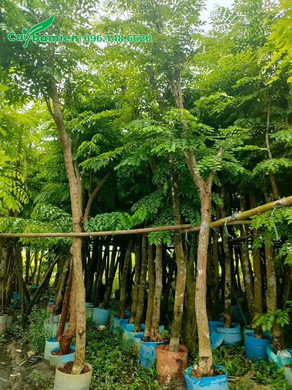Vườn dâm ủ số lượng lớn cây Giáng Hương Huyết đường kính gốc từ 8 - 12cm