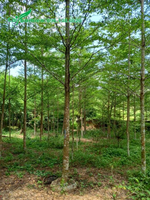 Vườn bàng công trình, chuẩn giống Madagascar