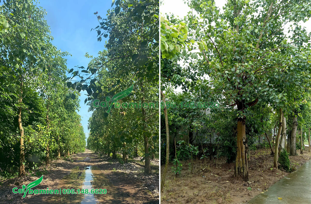 Vườn cây Bồ Đề công trình cao 5m với số lượng hàng nghìn gốc