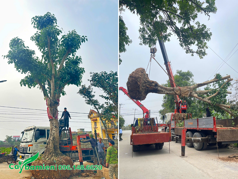 Trồng cây bồ đề cổ thụ trong khuôn viên chùa