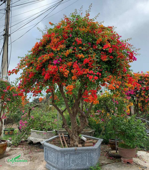 Chậu cây bông giấy bonsai tán đẹp