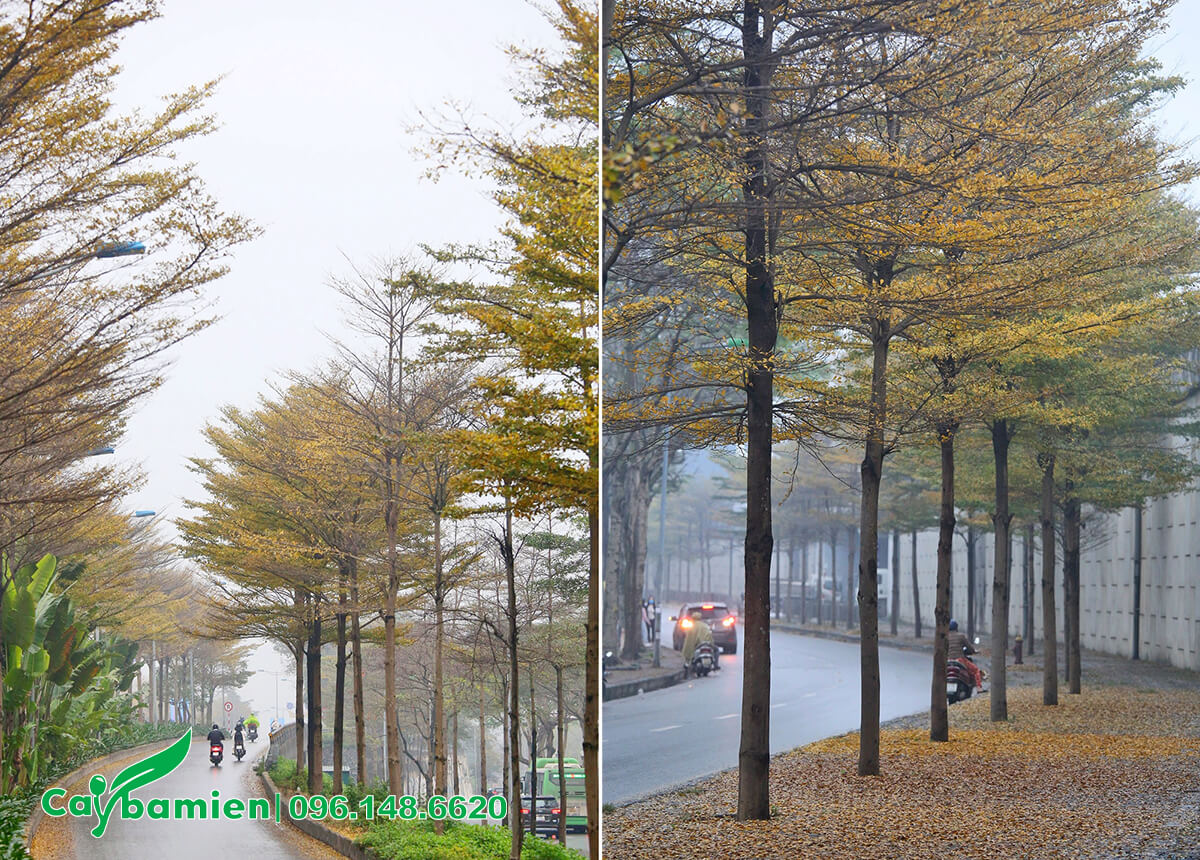 Những hàng cây Bàng Đài Loan tại Hà Nội vào mùa thay lá