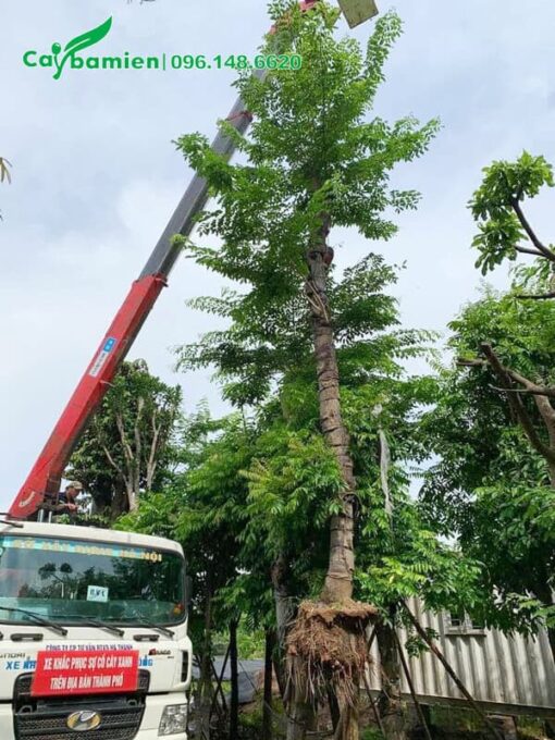 Dùng xe có cần cẩu để đưa cây giáng hương công trình vào hố giâm ủ