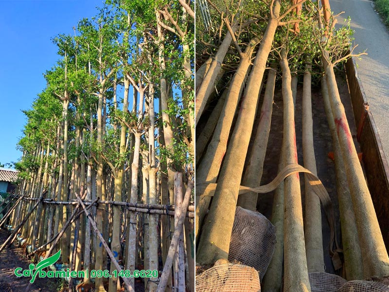 Chọn mua cây Bàng Đài Loan đk gốc 10cm đã dâm ủ tại vườn