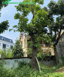 Lộc Vừng cổ thụ đã dâm ủ lâu năm