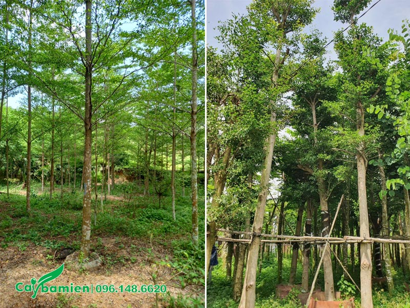 Vườn bán cây Bàng Đài Loan dâm ủ và đánh thẳng