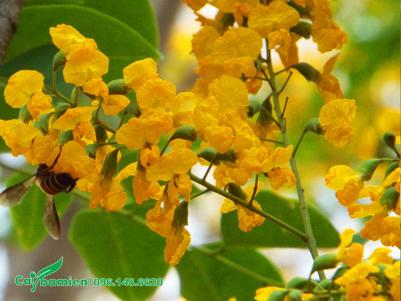 Chùm hoa vàng tươi của cây Giáng Hương