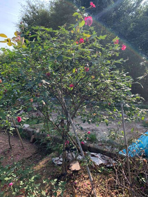 Cây hoa hồng cổ sapa