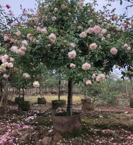 Cây hoa hồng cổ sapa