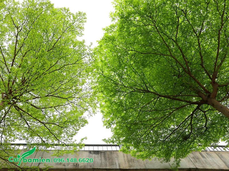 Đường kính tán cây Bàng Đài Loan trưởng thành khoảng 2 - 3m