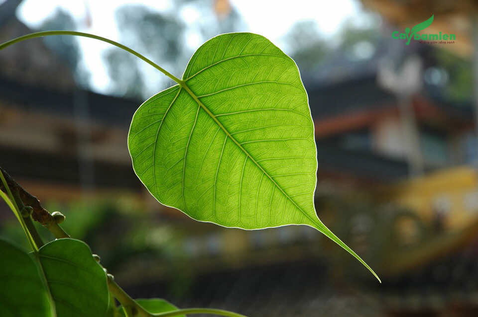 Lá Bồ Đề tượng trưng cho trái tim nồng ấm, yêu thương của Đức Phật