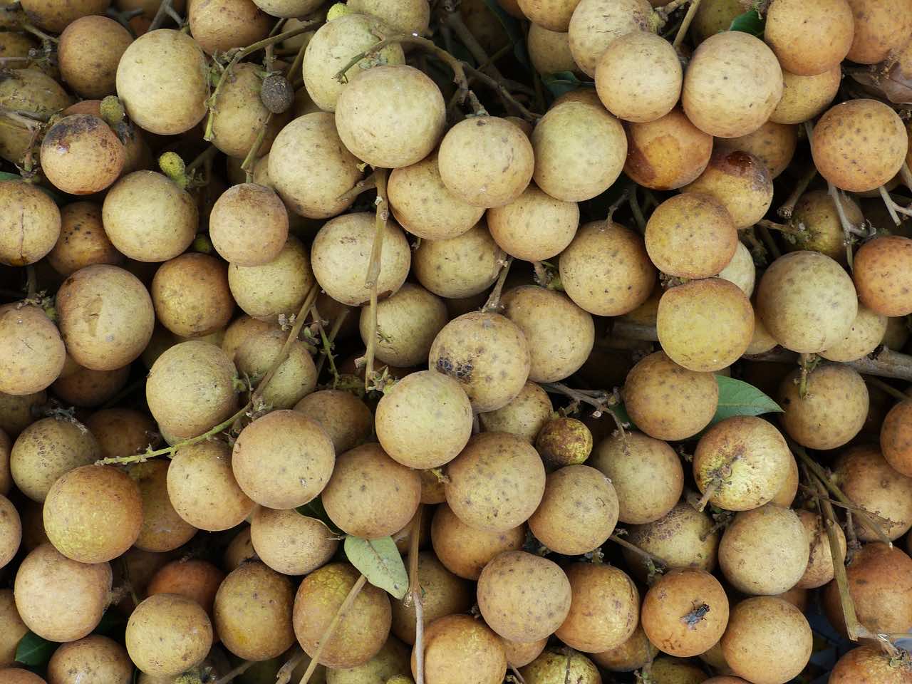 quả nhãn