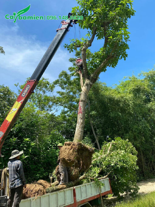 Bứng bầu cây hoa Lộc Vừng