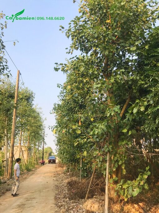 Mua cây đánh thẳng tại vườn