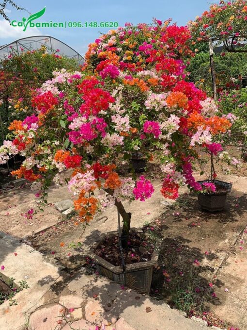 Chậu hoa Giấy Ngũ Sắc nhỏ để trang trí ban công, biệt thự, hiên nhà
