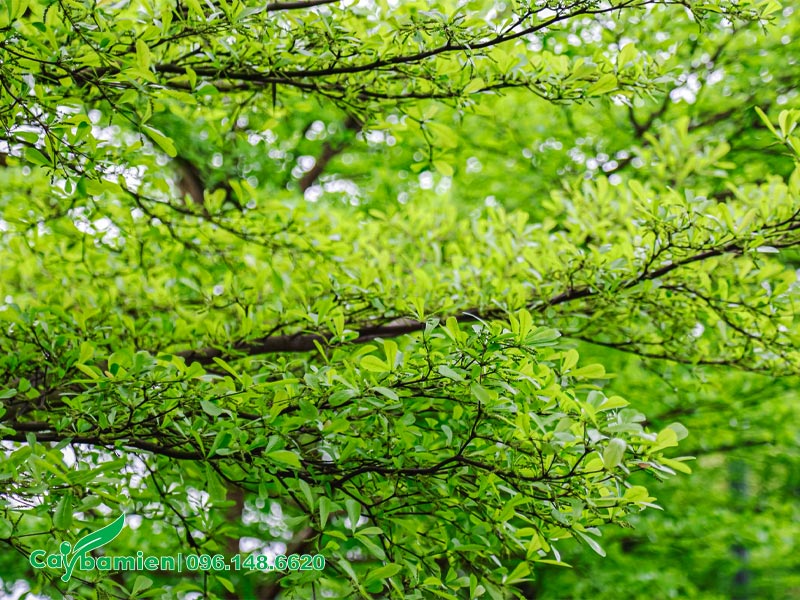 Hàng cây Bàng Đài Loan lá nhỏ đẹp, tán lá xanh mướt