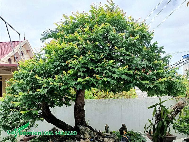 Chậu cây Khế cảnh bonsai