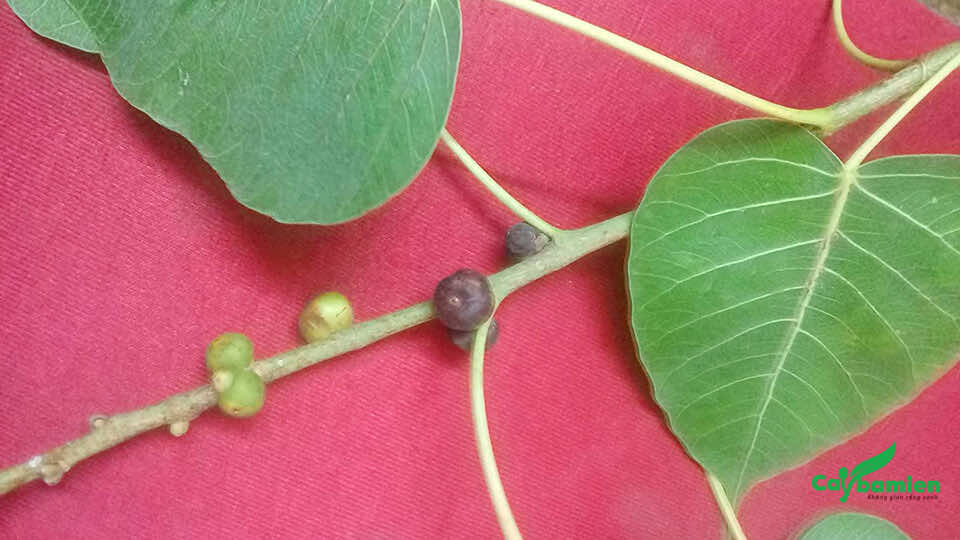Một cành lá nhỏ của cây Bồ Đề
