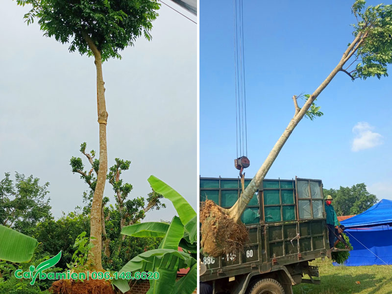 Cần cẩu đang di chuyển những cây Sấu to vào hố trồng