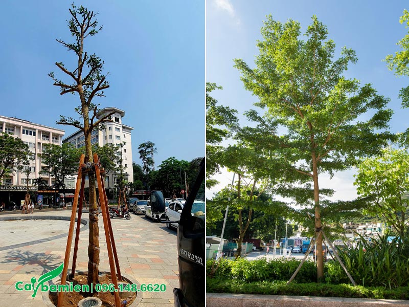 Bàng Đài Loan trồng trên vỉa hè đường phố
